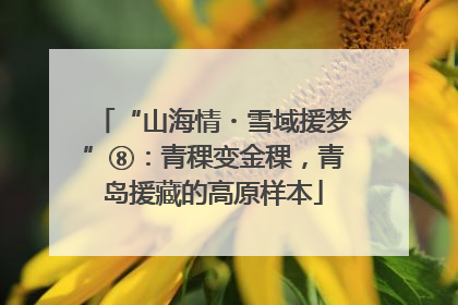 “山海情・雪域援梦”⑧：青稞变金稞，青岛援藏的高原样本