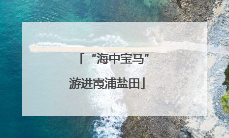 “海中宝马”游进霞浦盐田