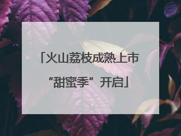 火山荔枝成熟上市 “甜蜜季”开启