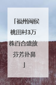 福州闽侯桃田村3万株百合盛放 芬芳扑鼻