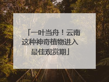 一叶当舟！云南这种神奇植物进入最佳观赏期