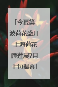今夏第一波荷花盛开 上海荷花睡莲展7月上旬揭幕