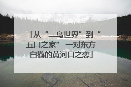 从“二鸟世界”到“五口之家” 一对东方白鹳的黄河口之恋