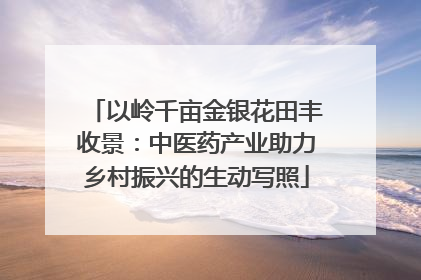 以岭千亩金银花田丰收景：中医药产业助力乡村振兴的生动写照