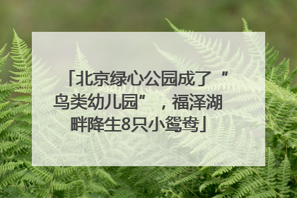 北京绿心公园成了“鸟类幼儿园”，福泽湖畔降生8只小鸳鸯