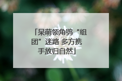 呆萌领角鸮“组团”迷路 多方携手放归自然