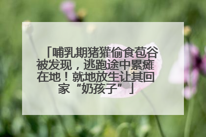 哺乳期猪獾偷食苞谷被发现，逃跑途中累瘫在地！就地放生让其回家“奶孩子”