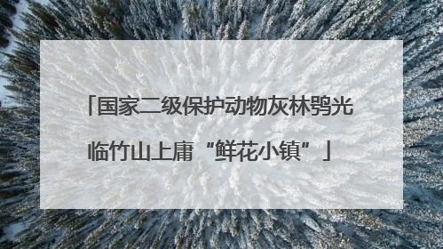 国家二级保护动物灰林鸮光临竹山上庸“鲜花小镇”