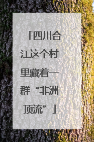 四川合江这个村里藏着一群“非洲顶流”