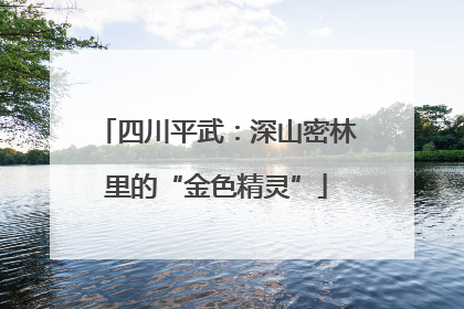 四川平武：深山密林里的“金色精灵”