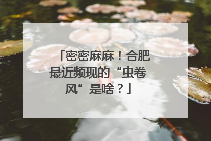 密密麻麻！合肥最近频现的“虫卷风”是啥？