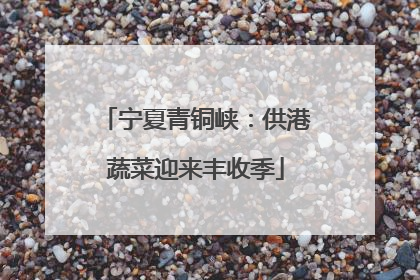 宁夏青铜峡：供港蔬菜迎来丰收季