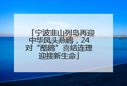宁波韭山列岛再迎中华凤头燕鸥，24对“酷鸥”喜结连理迎接新生命