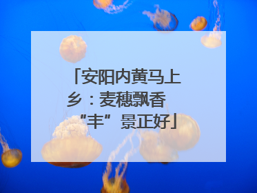 安阳内黄马上乡：麦穗飘香 “丰”景正好