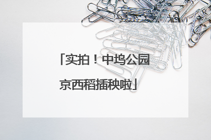 实拍！中坞公园京西稻插秧啦