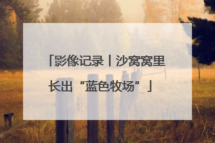 影像记录丨沙窝窝里长出“蓝色牧场”