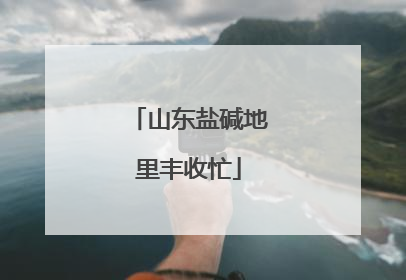 山东盐碱地里丰收忙