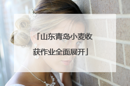 山东青岛小麦收获作业全面展开