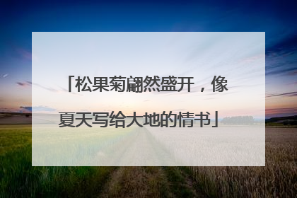 松果菊翩然盛开，像夏天写给大地的情书