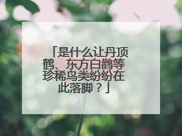 是什么让丹顶鹤、东方白鹳等珍稀鸟类纷纷在此落脚？