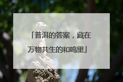 普洱的答案，藏在万物共生的和鸣里