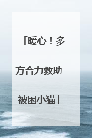 暖心！多方合力救助被困小猫