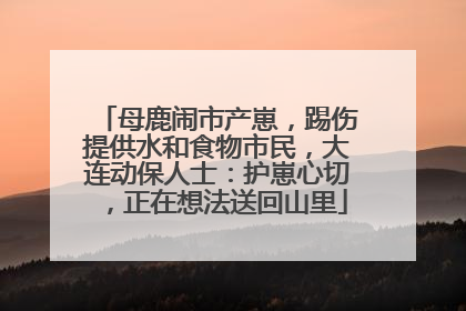 母鹿闹市产崽，踢伤提供水和食物市民，大连动保人士：护崽心切，正在想法送回山里