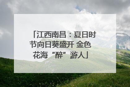 江西南昌：夏日时节向日葵盛开 金色花海“醉”游人