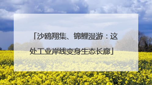 沙鸥翔集、锦鲤漫游：这处工业岸线变身生态长廊
