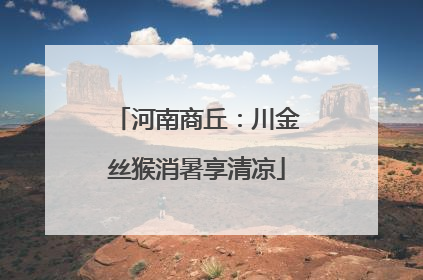 河南商丘：川金丝猴消暑享清凉