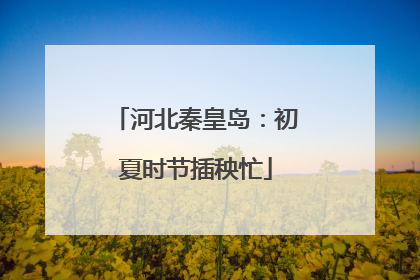 河北秦皇岛：初夏时节插秧忙