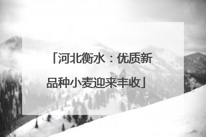 河北衡水：优质新品种小麦迎来丰收