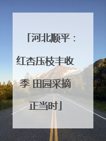 河北顺平：红杏压枝丰收季 田园采摘正当时