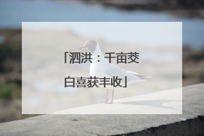 泗洪：千亩茭白喜获丰收