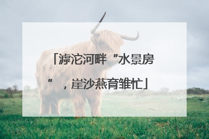 滹沱河畔“水景房”，崖沙燕育雏忙