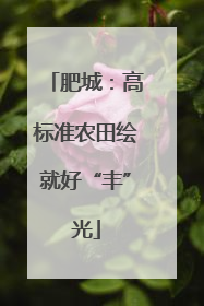 肥城：高标准农田绘就好“丰”光