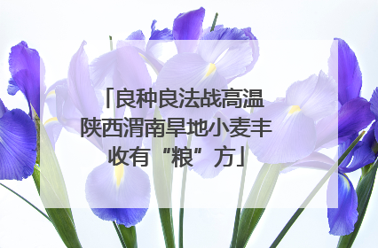 良种良法战高温 陕西渭南旱地小麦丰收有“粮”方