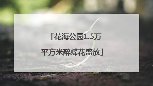 花海公园1.5万平方米醉蝶花盛放