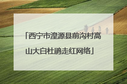 西宁市湟源县前沟村高山大白杜鹃走红网络