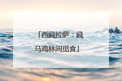 西藏拉萨：藏马鸡林间觅食