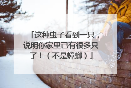 这种虫子看到一只，说明你家里已有很多只了！（不是蟑螂）