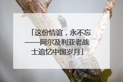 这份情谊，永不忘——阿尔及利亚老战士追忆中国岁月