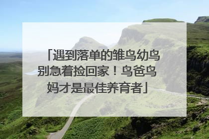 遇到落单的雏鸟幼鸟别急着捡回家！鸟爸鸟妈才是最佳养育者