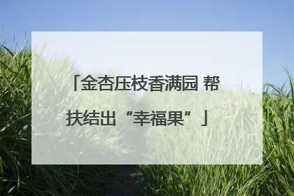 金杏压枝香满园 帮扶结出“幸福果”