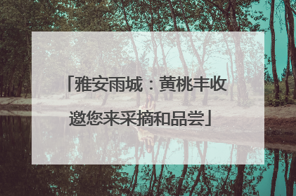 雅安雨城：黄桃丰收 邀您来采摘和品尝