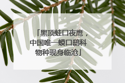 黑顶蛙口夜鹰，中国唯一蟆口鸱科物种现身临沧
