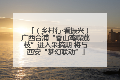 （乡村行·看振兴）广西合浦“香山鸡嘴荔枝”进入采摘期 将与西安“梦幻联动”