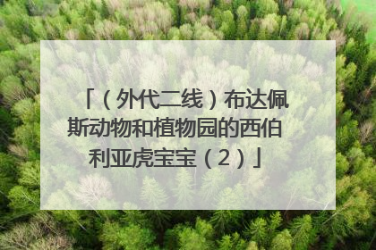 （外代二线）布达佩斯动物和植物园的西伯利亚虎宝宝（2）