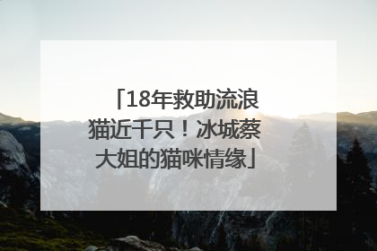 18年救助流浪猫近千只！冰城蔡大姐的猫咪情缘